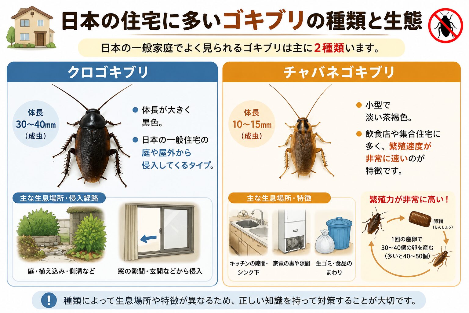 日本の住宅に多いクロゴキブリとチャバネゴキブリの2種類の生態、体長、生息場所、侵入経路を比較・解説したイラスト付き解説図